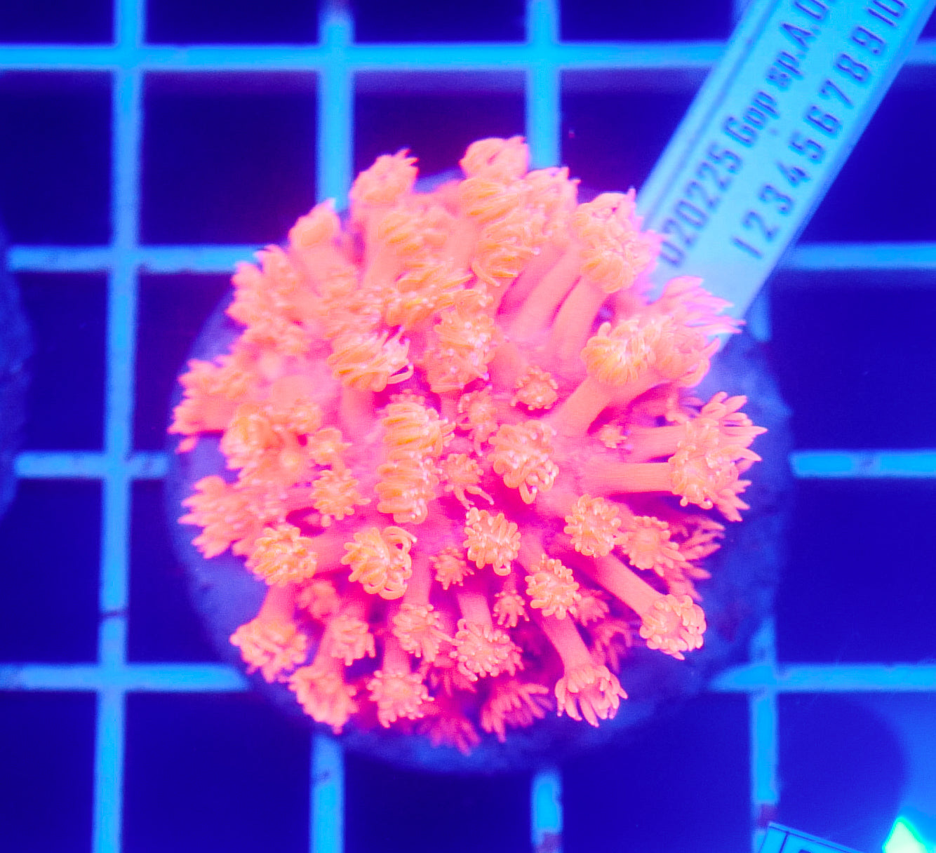 (WYSIWYG) Goni Colony R2T1C2