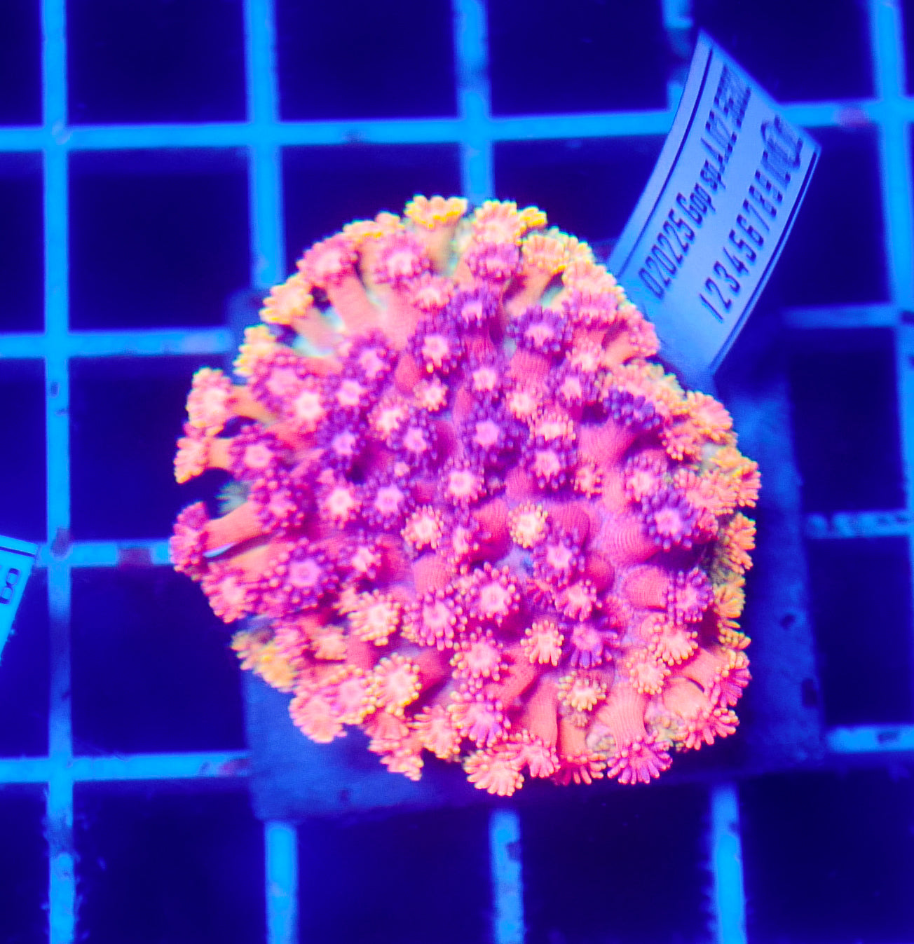 (WYSIWYG) Goni Colony R2T1C5 (Pending Reshoot)