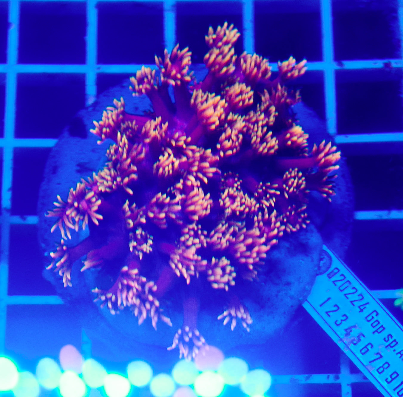 (WYSIWYG) Goni Colony R2T1D4 (Pending Reshoot)