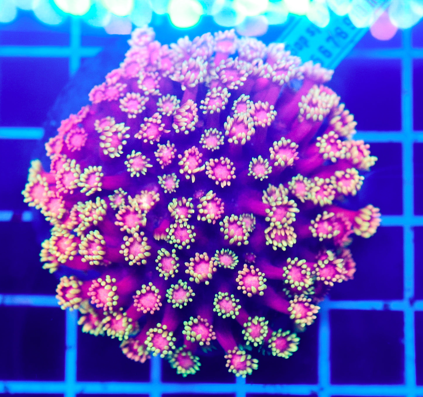 (WYSIWYG) Miami Vice Goni Colony R2T1E3