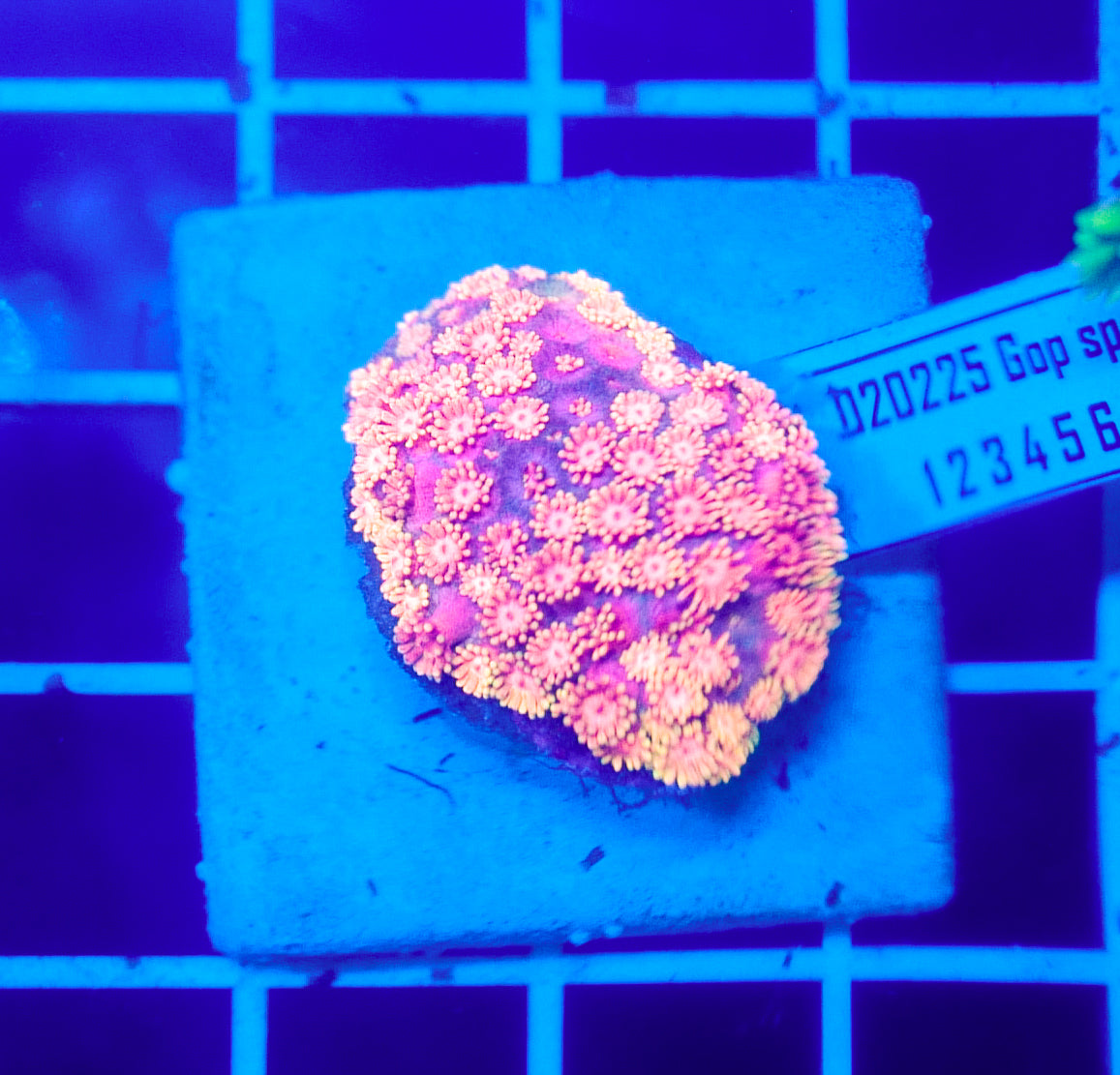 (WYSIWYG) Goni Colony R2T1E4 (Pending Reshoot)