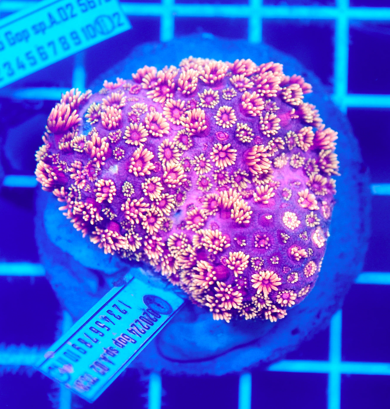 (WYSIWYG) Goni Colony R2T1F1 (Reshoot)