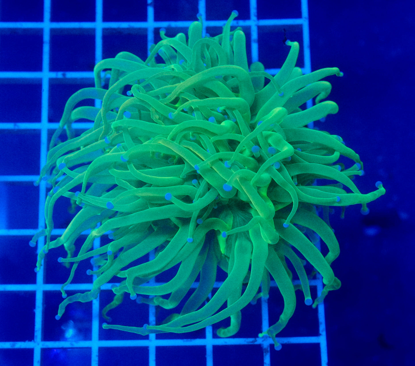 (WYSIWYG) Highlighter Holy Grail Torch A3