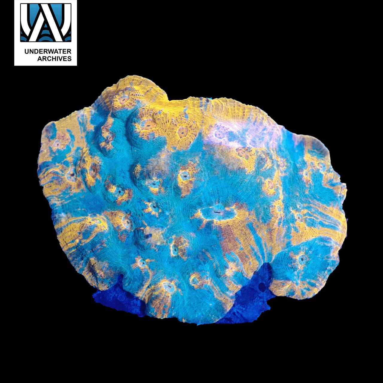 (WYSIWYG) Gold Blue Chalice Colony