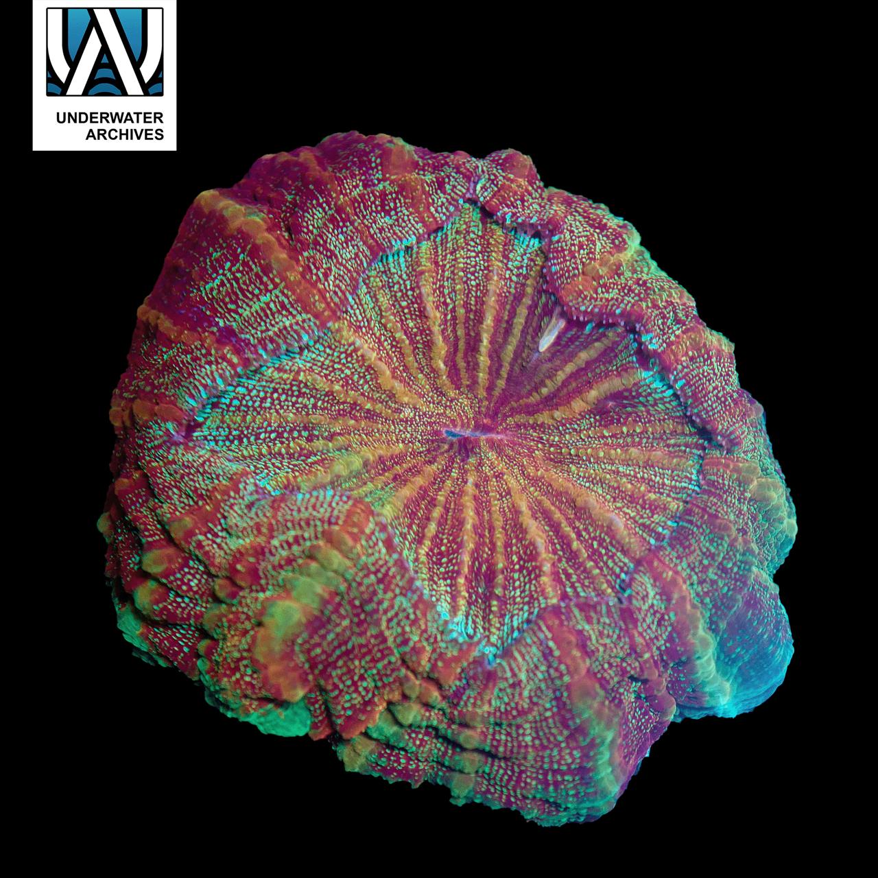 (WYSIWYG) Grandma's Couch Acanthophyllia (~6")