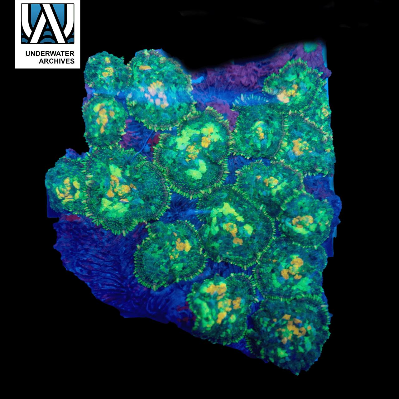 (WYSIWYG) Persian Rug Mushroom Colony