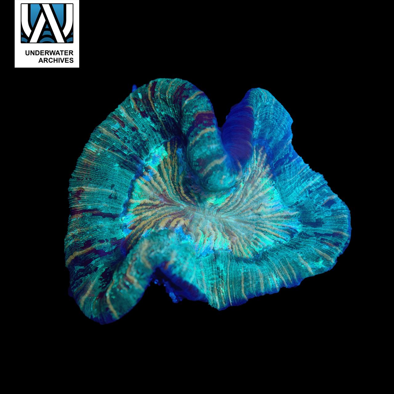 (WYSIWYG) Green/Gold Trachy (~4")