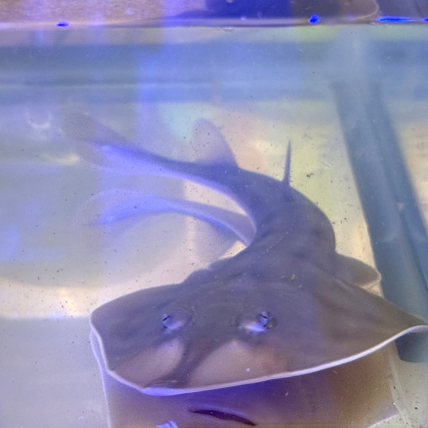 Guitarfish (6-7" With Tail)