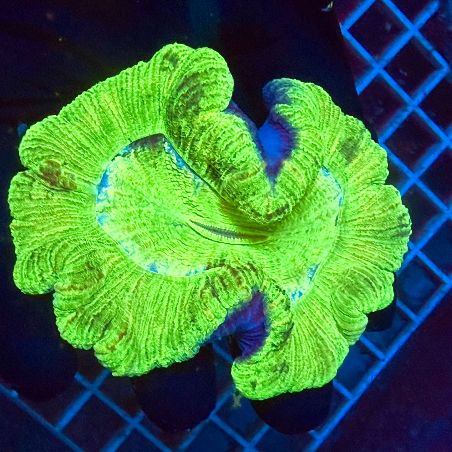 (WYSIWYG) Highlighter Trachy B4