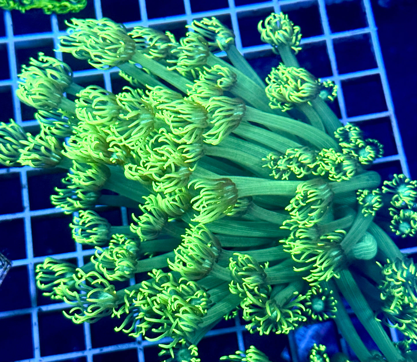 (Auc 5) Aussie Green Goni Colony (XL Extension) (WYSIWYG)