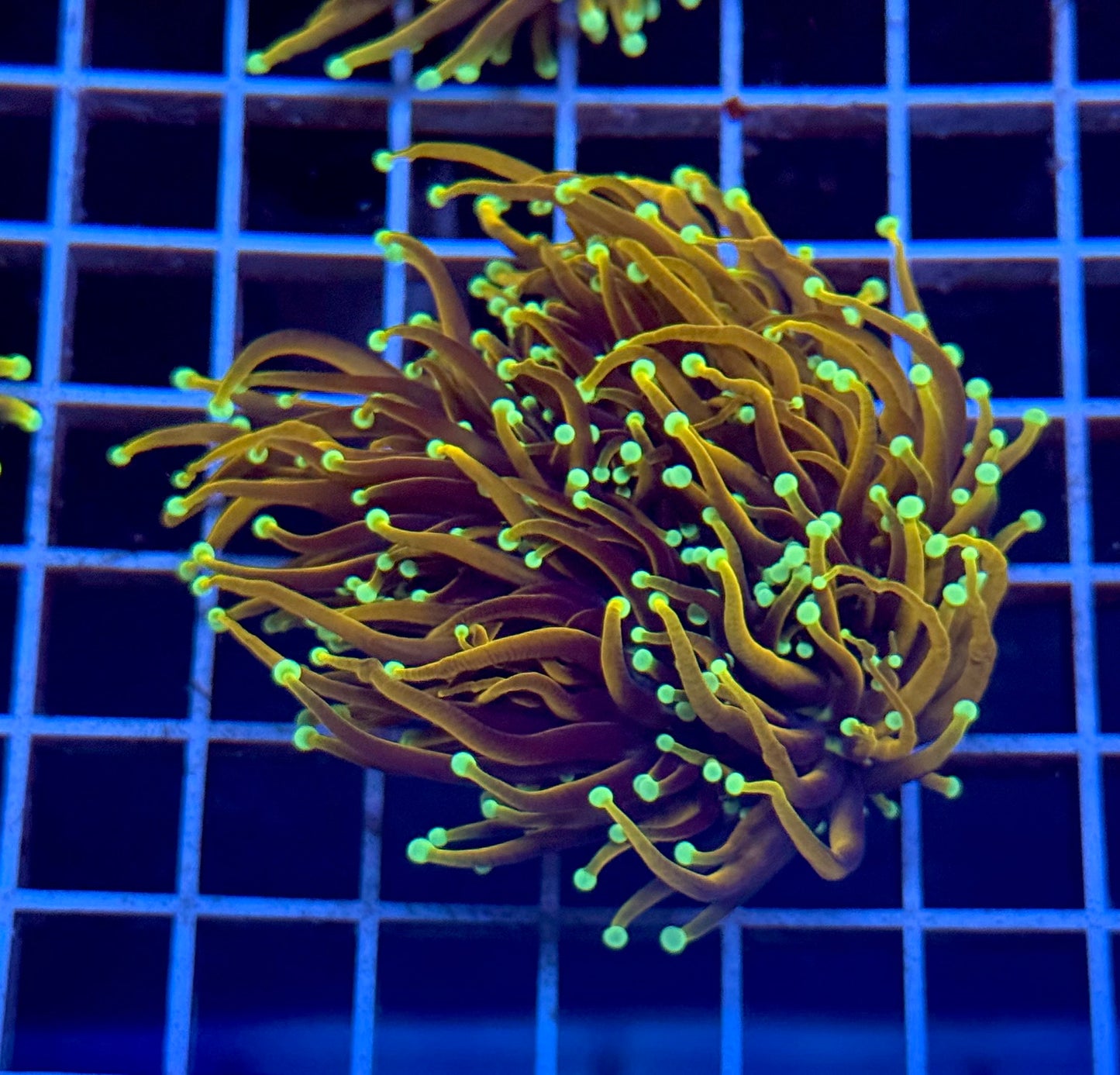 (Auc 8) Dragon Soul Torch (WYSIWYG)