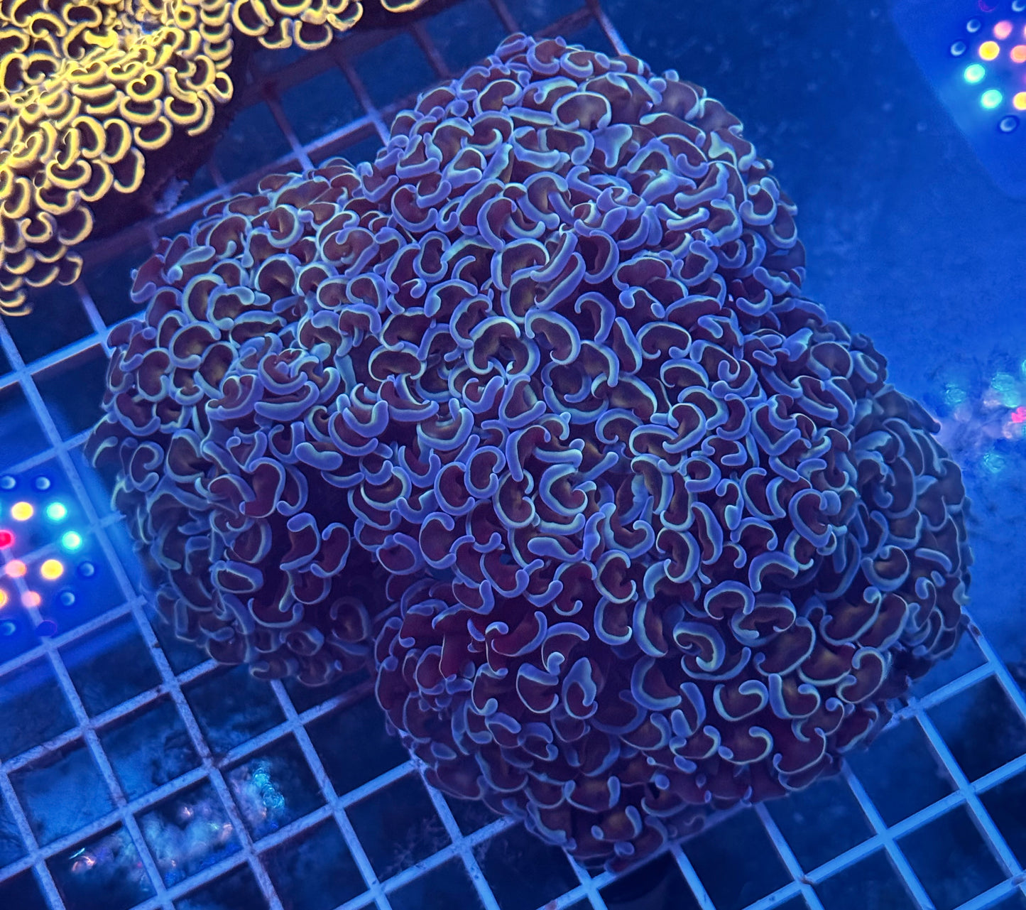 (Auc 9) Giant Blue Wall Hammer (WYSIWYG)