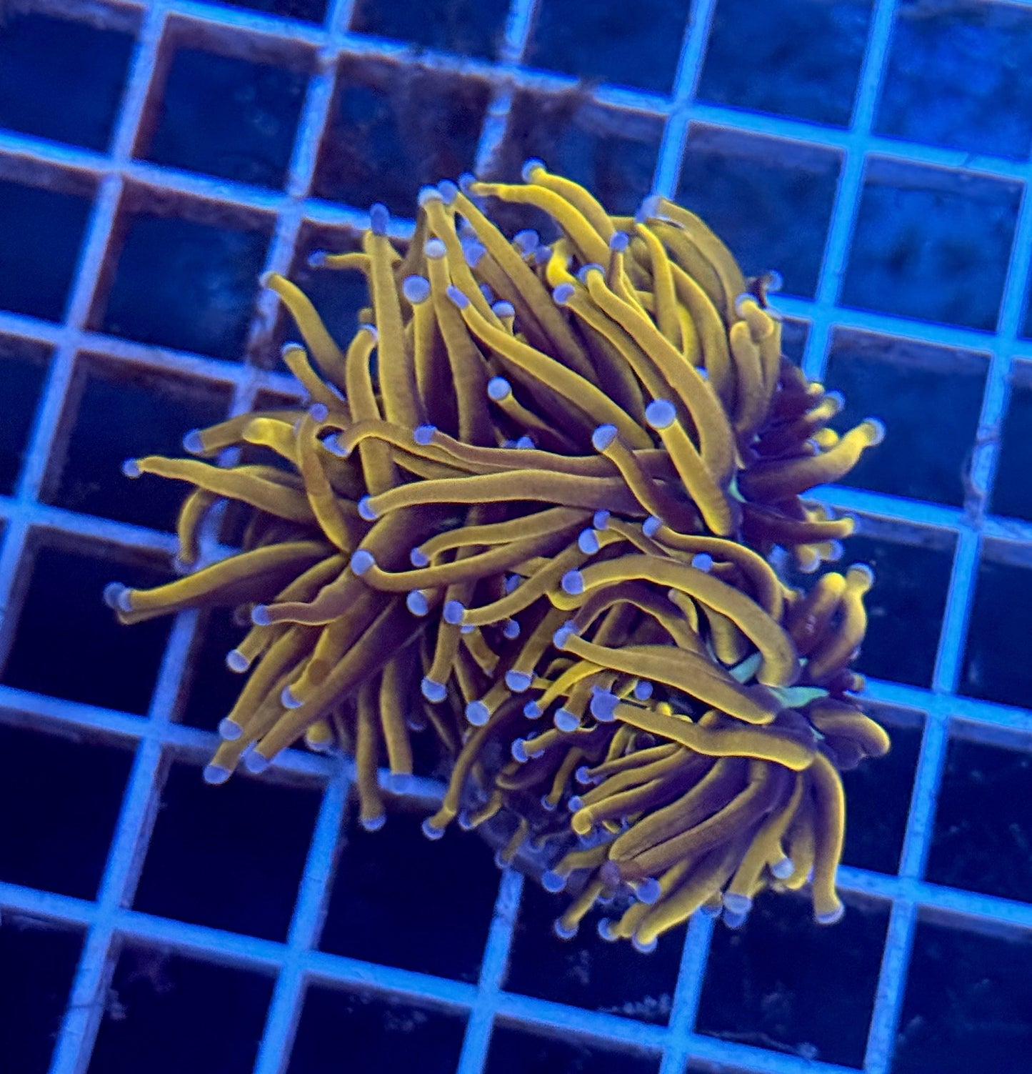 (Auc 11) 24K Gold Torch Mini-Colony (WYSIWYG)