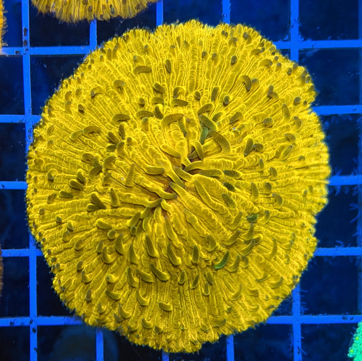 (WYSIWYG) Orange Fungia Plate