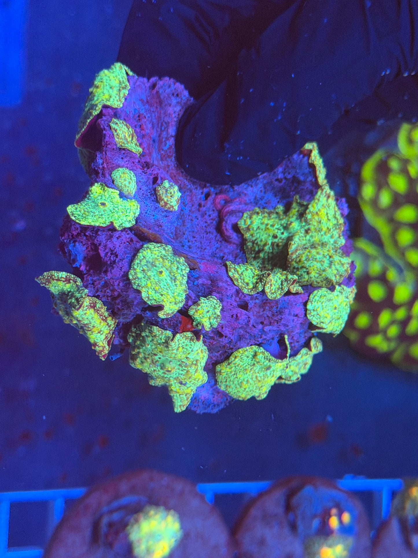 (WYSIWYG) Green Mushroom Colony