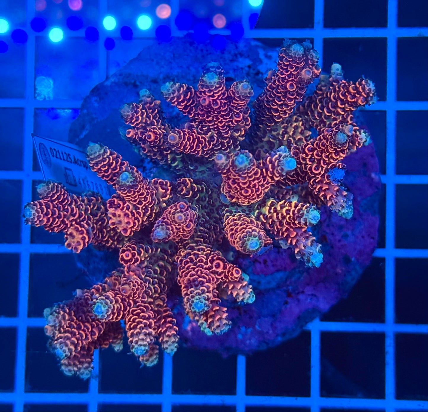 (WYSIWYG) Acropora Colony D1