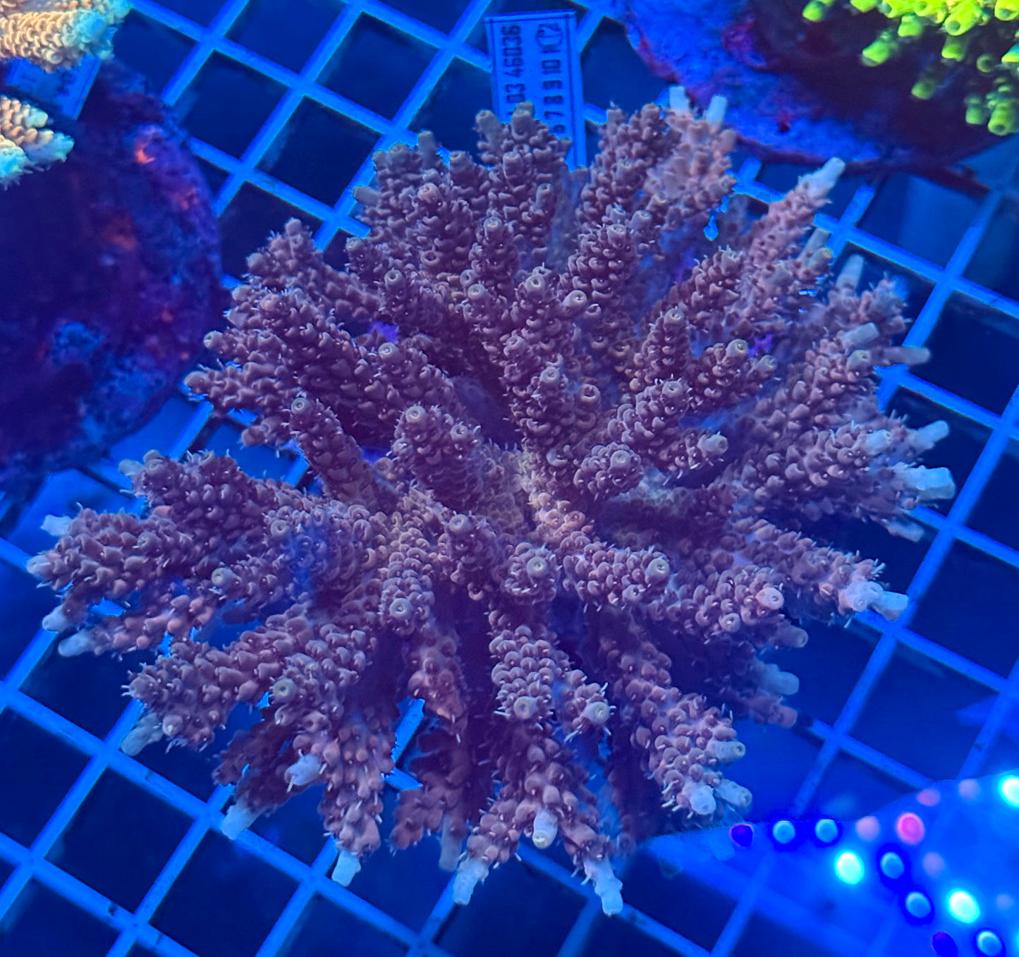 (WYSIWYG) Acropora Colony D6