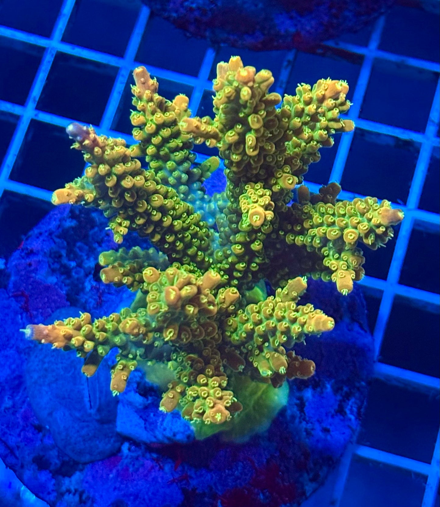 (WYSIWYG) Acropora Colony D8