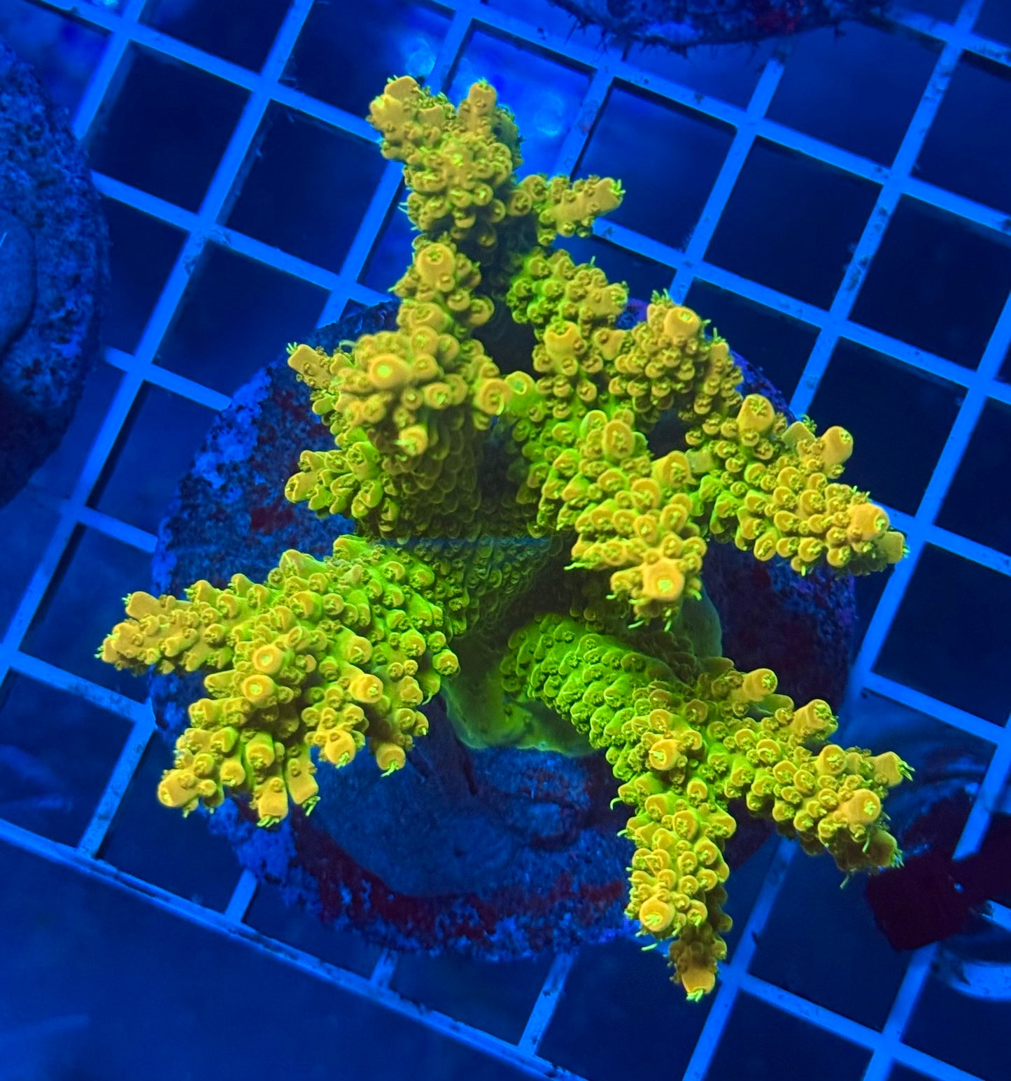 (WYSIWYG) Acropora Colony E8