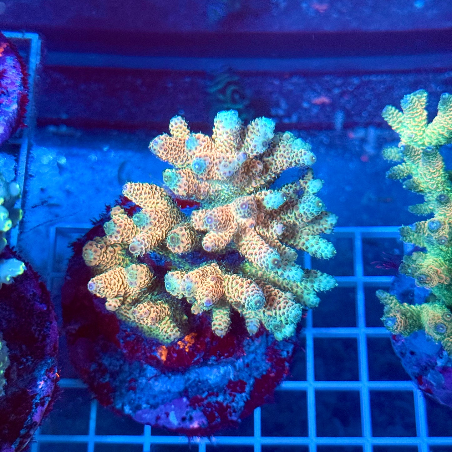 (WYSIWYG) Acropora Colony T2H1