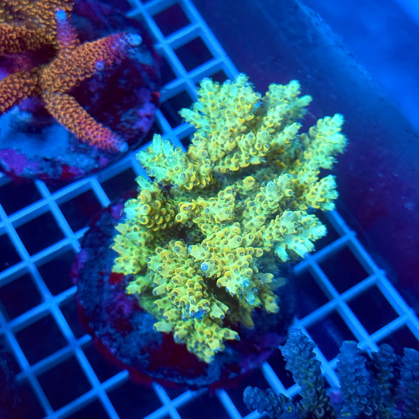 (WYSIWYG) Acropora Colony T2K3