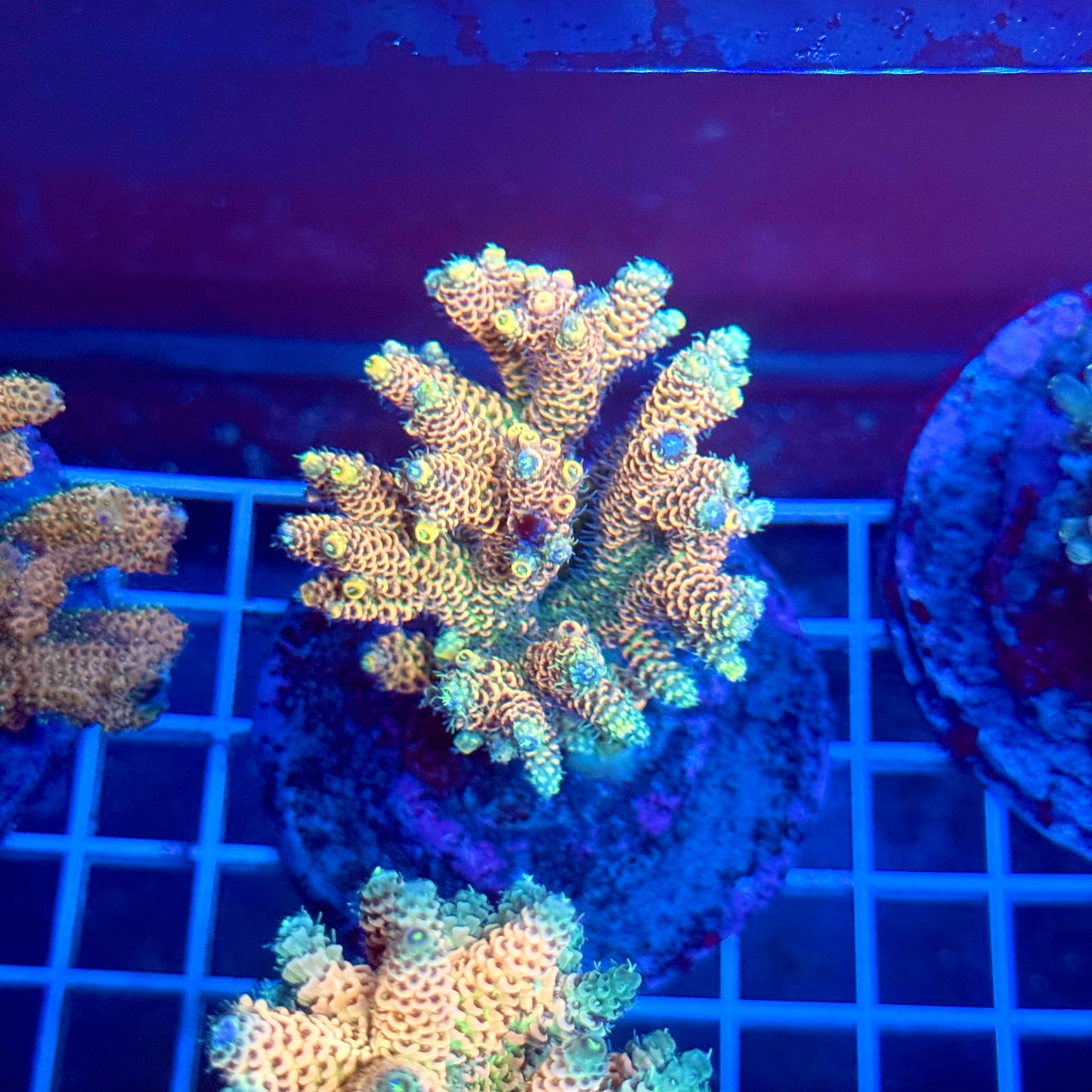 (WYSIWYG) Acropora Colony T3A4