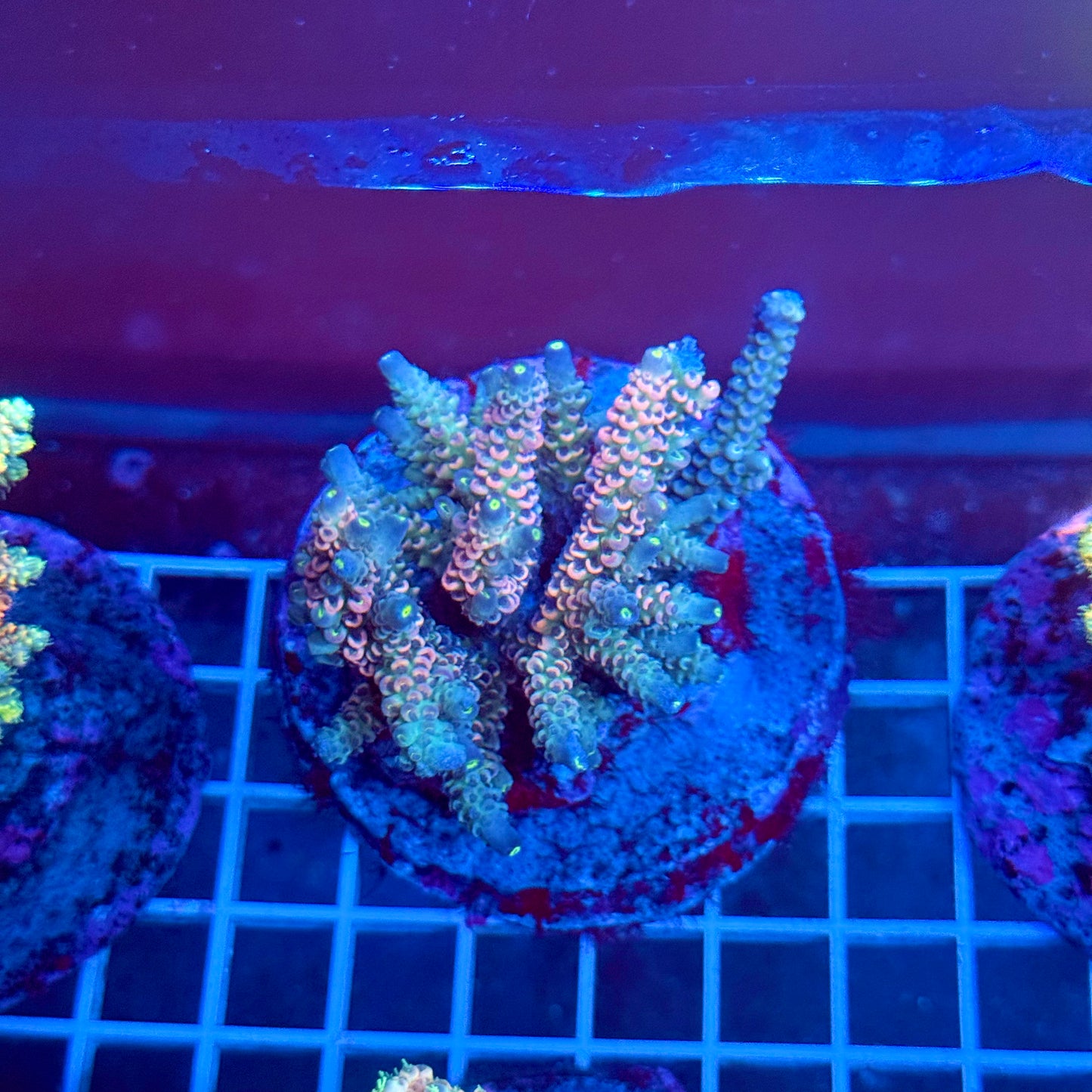 (WYSIWYG) Acropora Colony T3A5