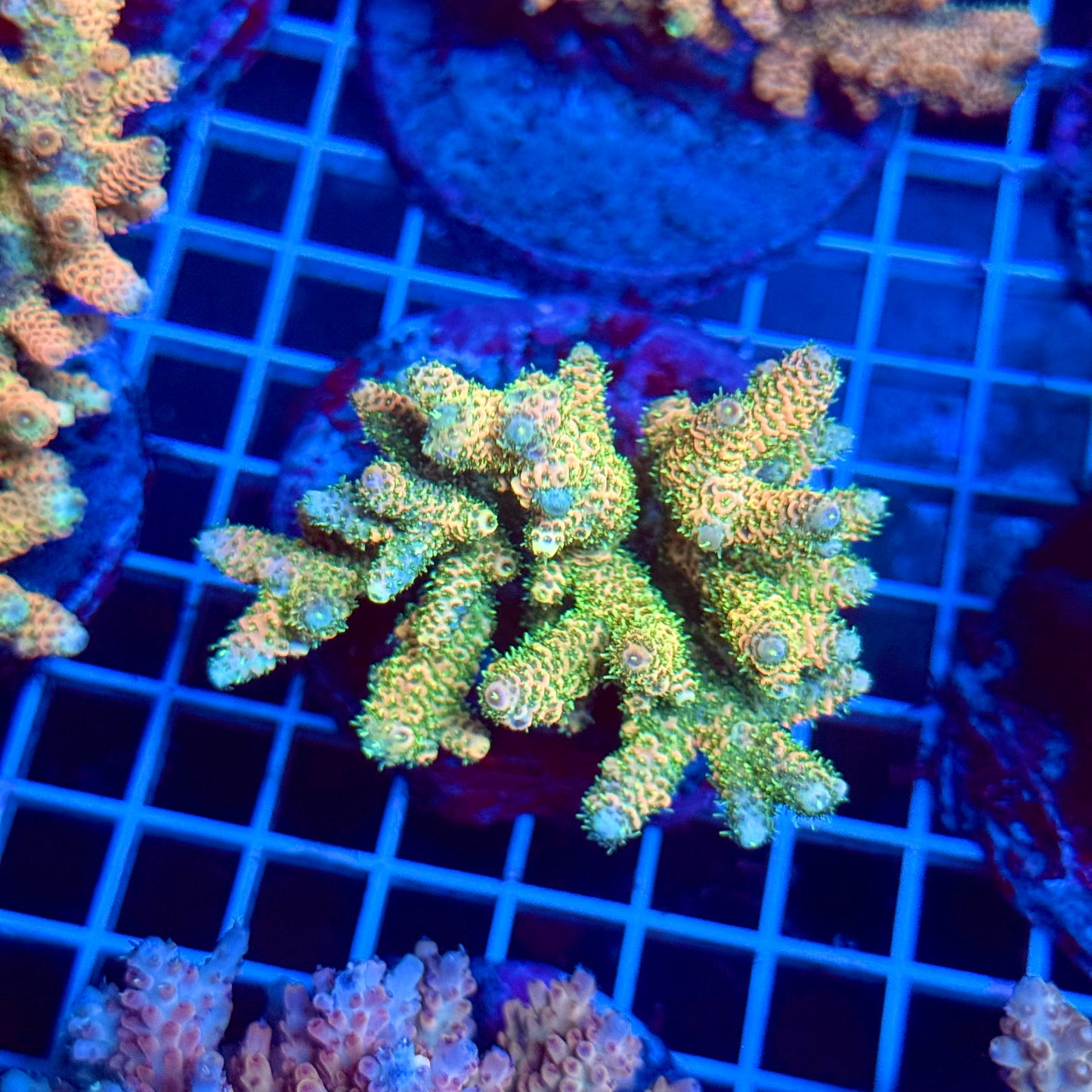 (WYSIWYG) Acropora Colony T3B3