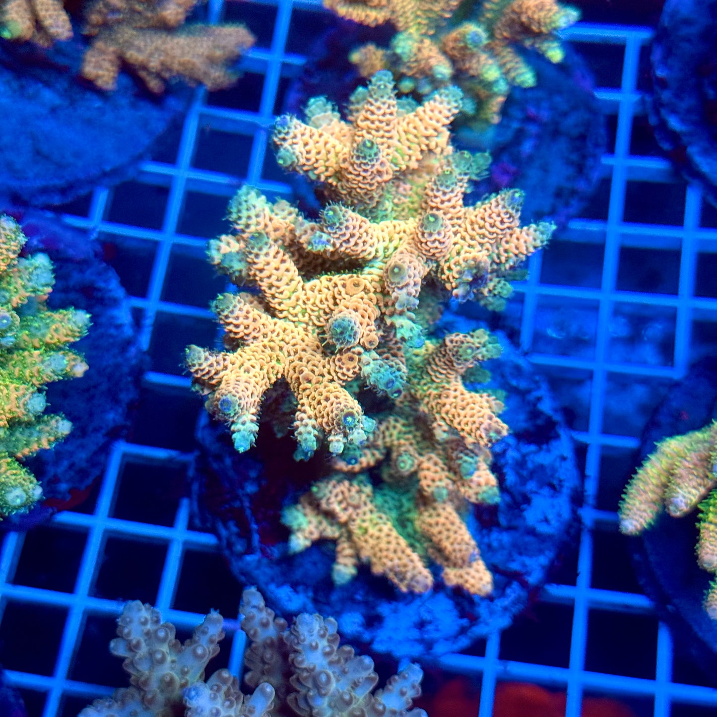 (WYSIWYG) Acropora Colony T3B4