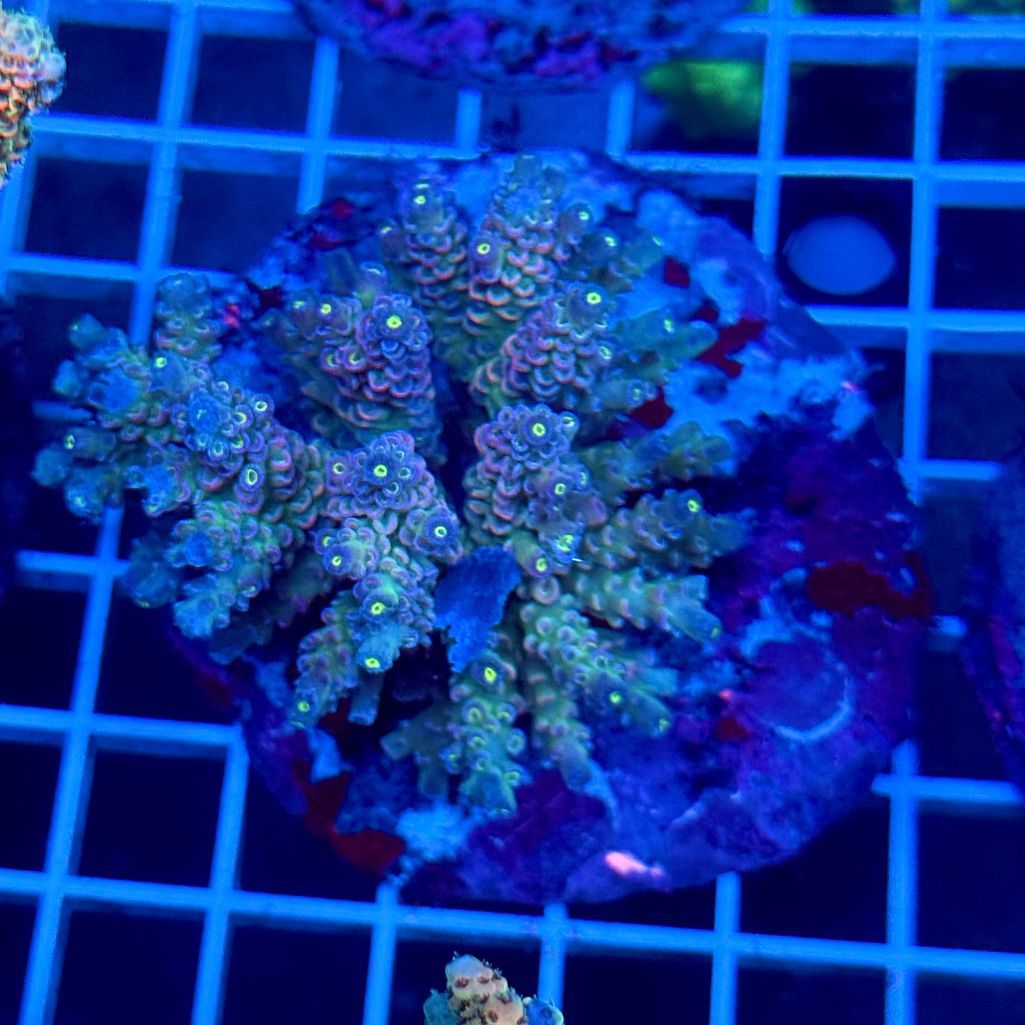(WYSIWYG) Acropora Colony T3B6