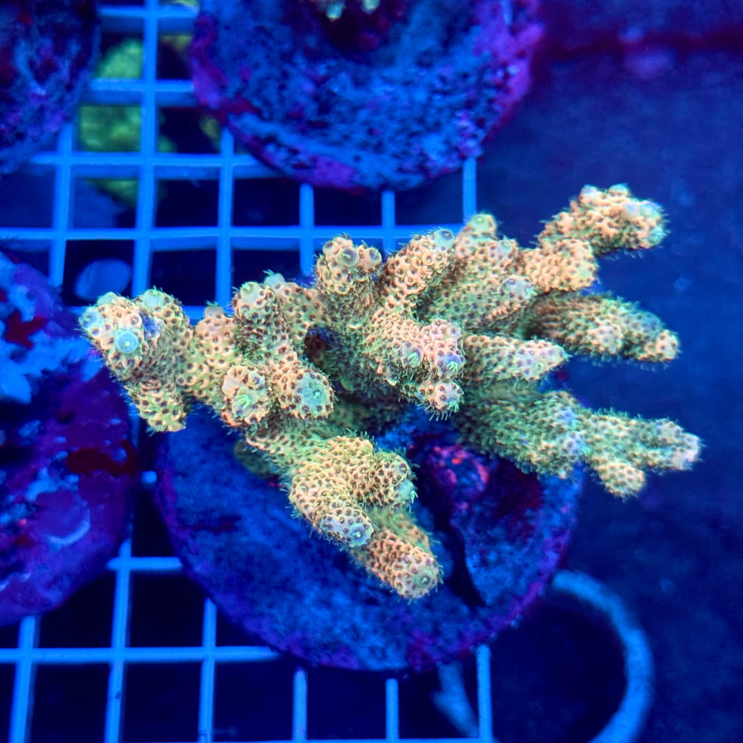 (WYSIWYG) Acropora Colony T3B7