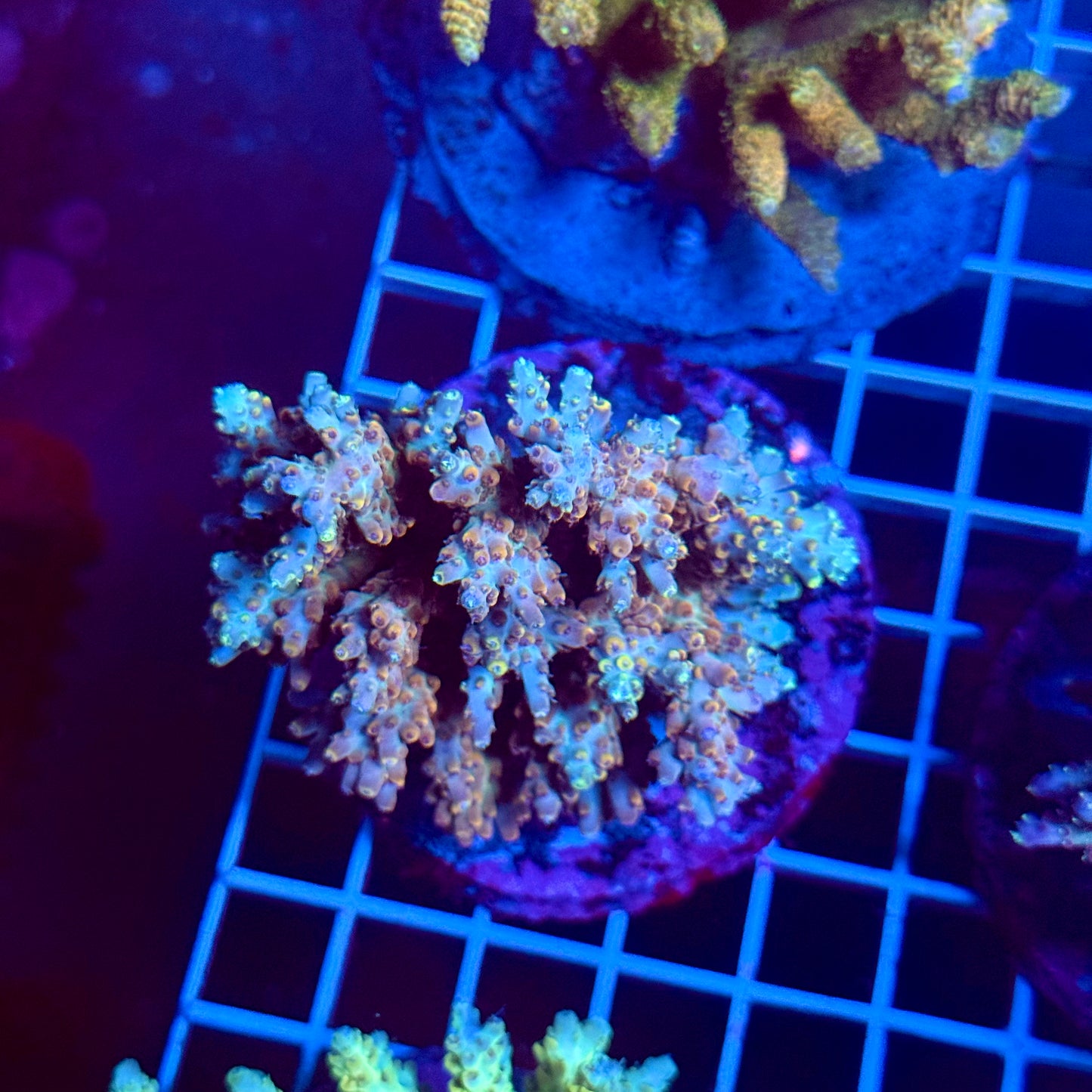 (WYSIWYG) Acropora Colony T3C1