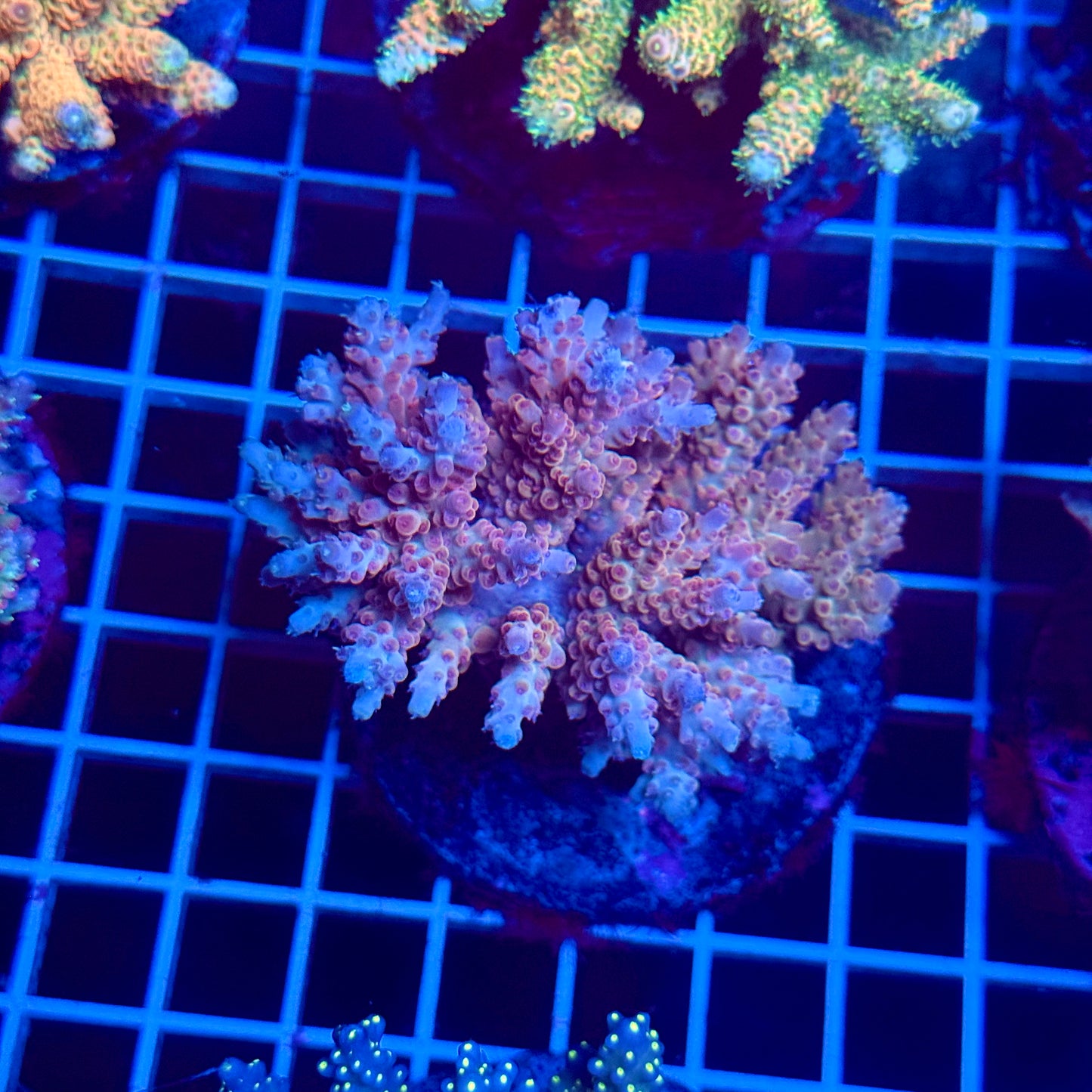 (WYSIWYG) Acropora Colony T3C3
