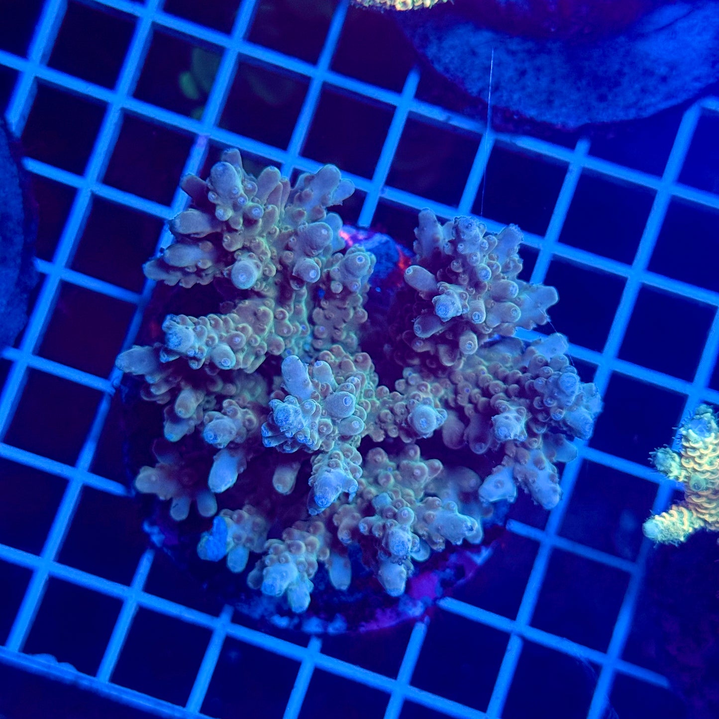 (WYSIWYG) Acropora Colony T3G3