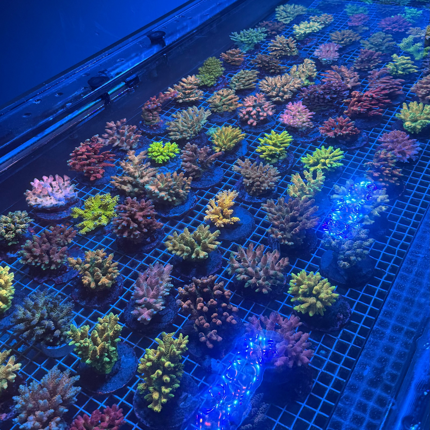 Acro Colonies (SOLD OUT)