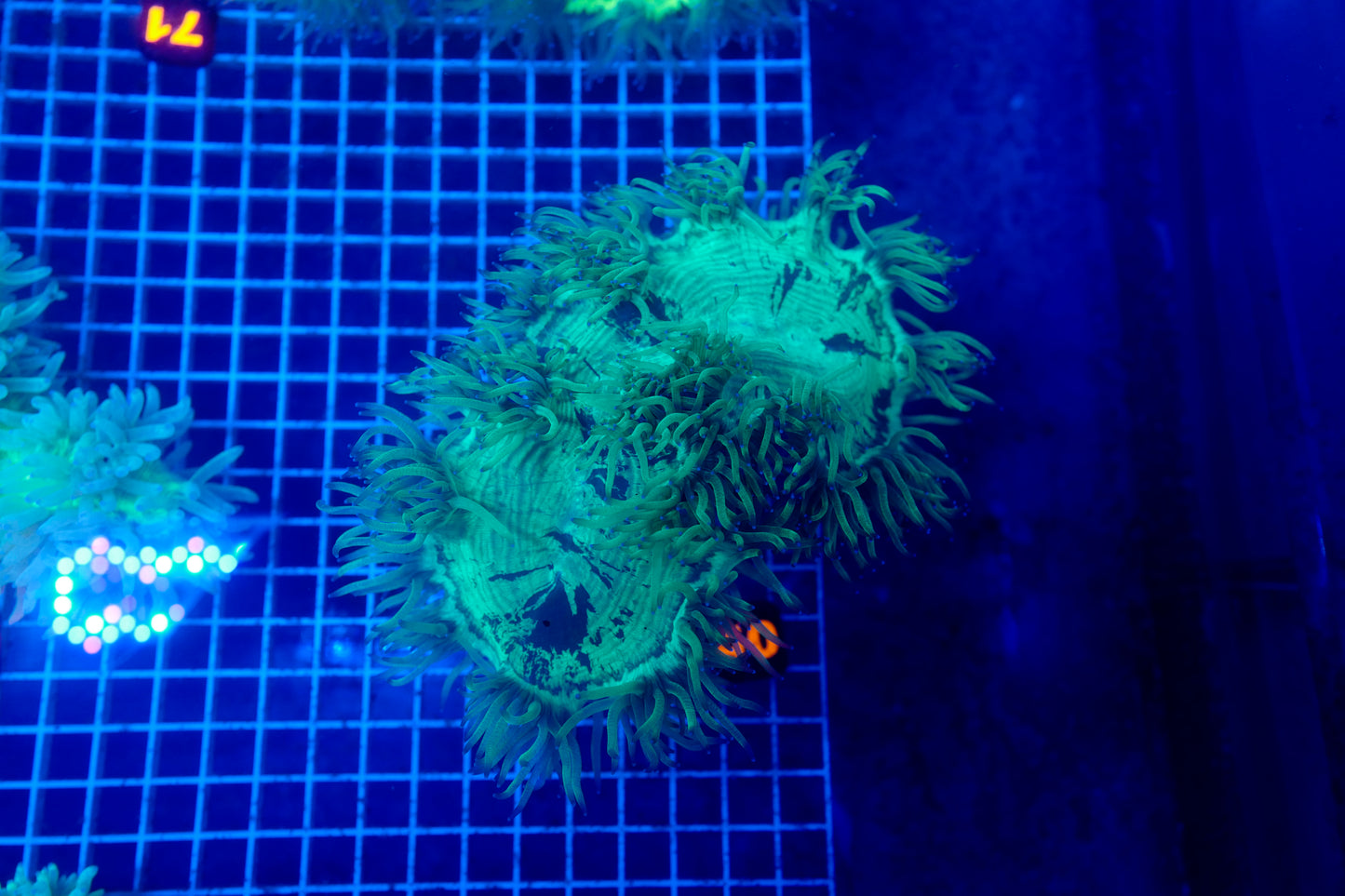 (WYSIWYG) Elegance Coral 4 XXL