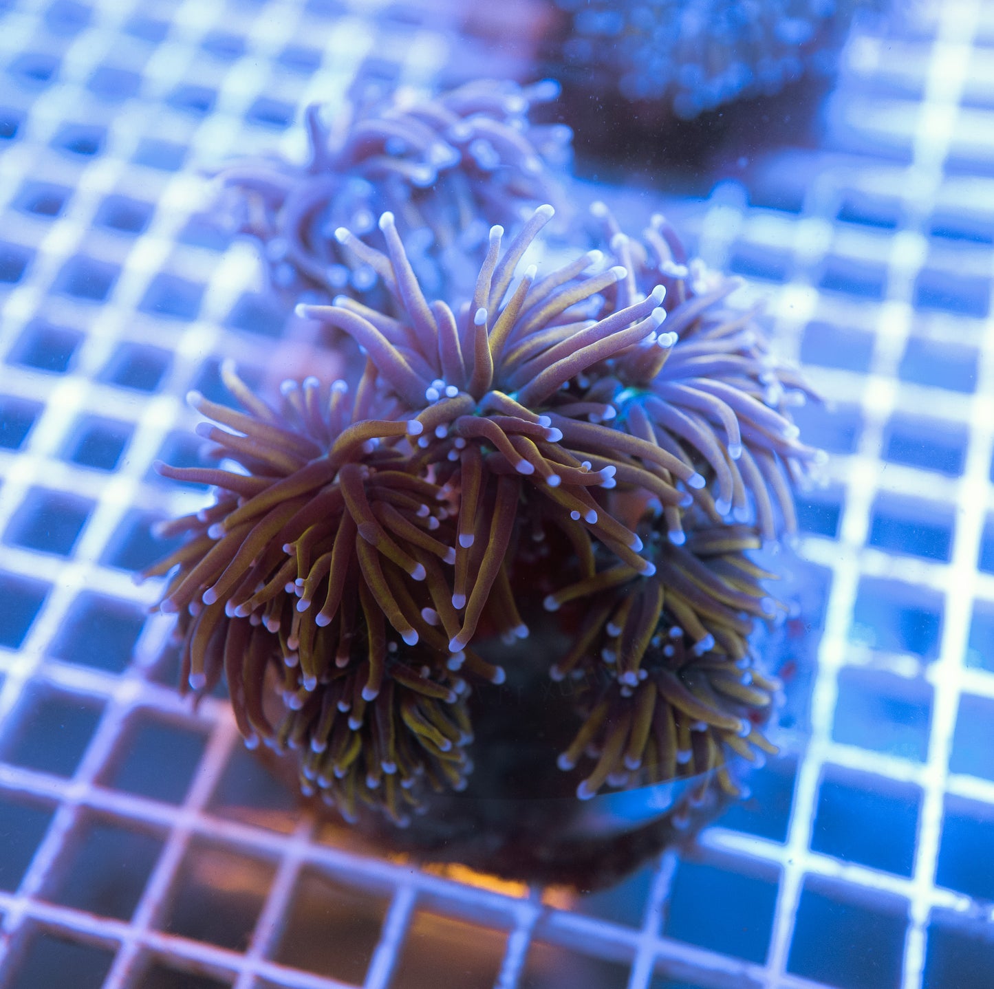 24K Gold Torch Colony