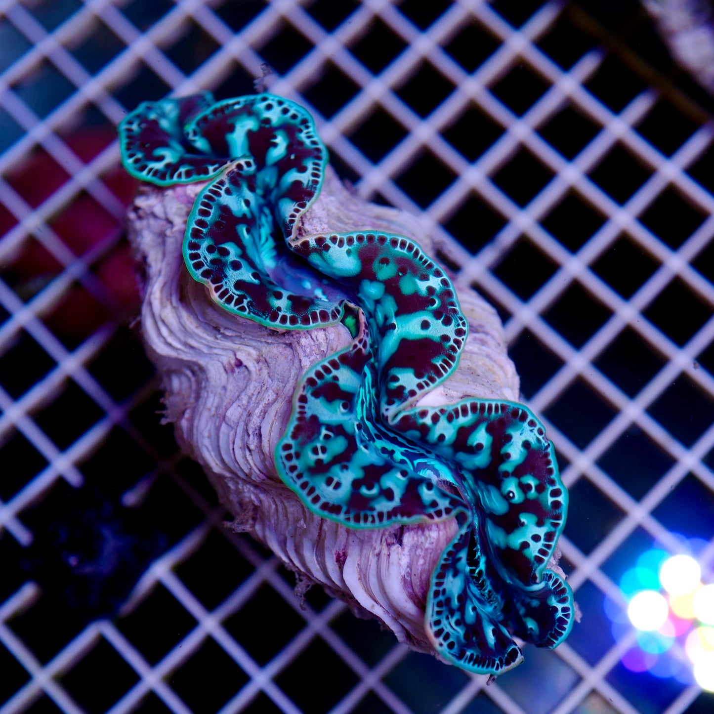 (WYSWIYG) Ultra Maxima Clam (~5.5")