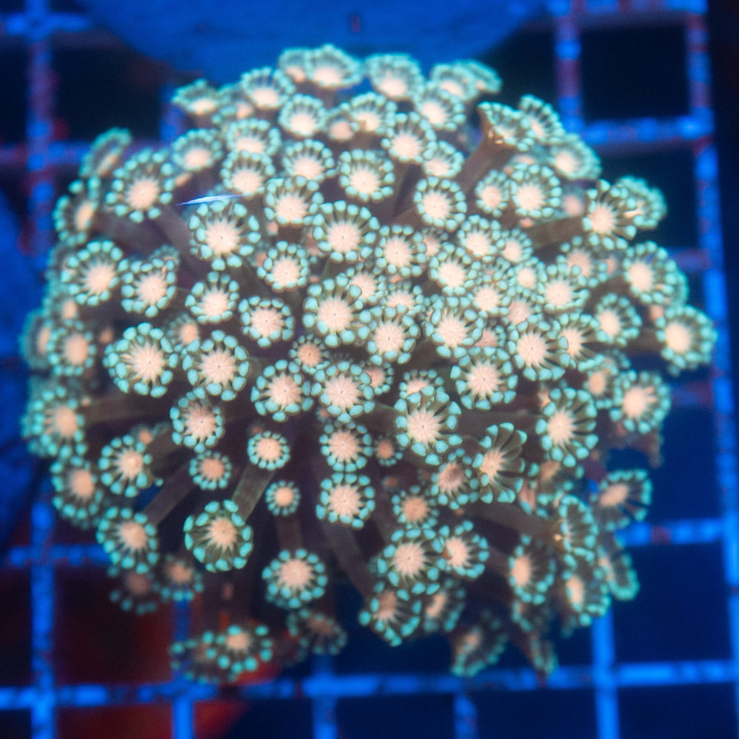 (WYSIWYG) Alveo Colony R2T1B3