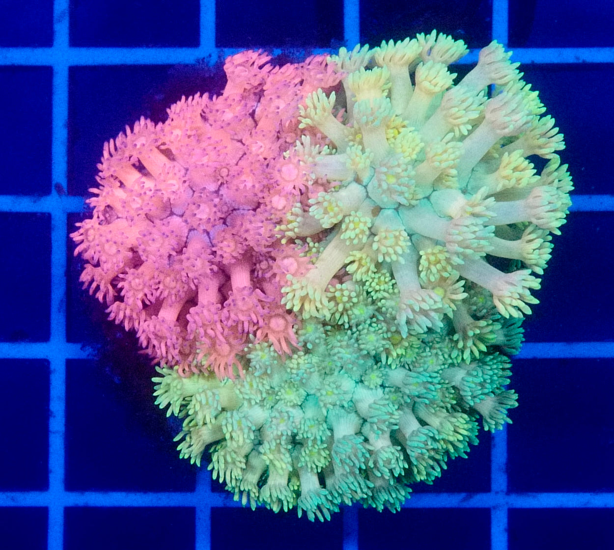 (WYSIWYG) Ultimate Trio Goni