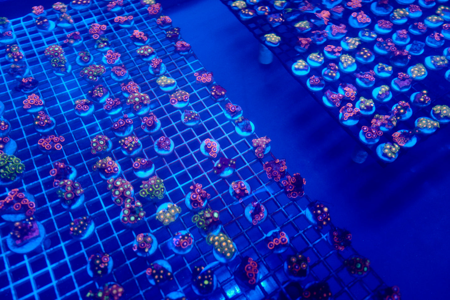 Assorted Zoas (4+ Polyps)
