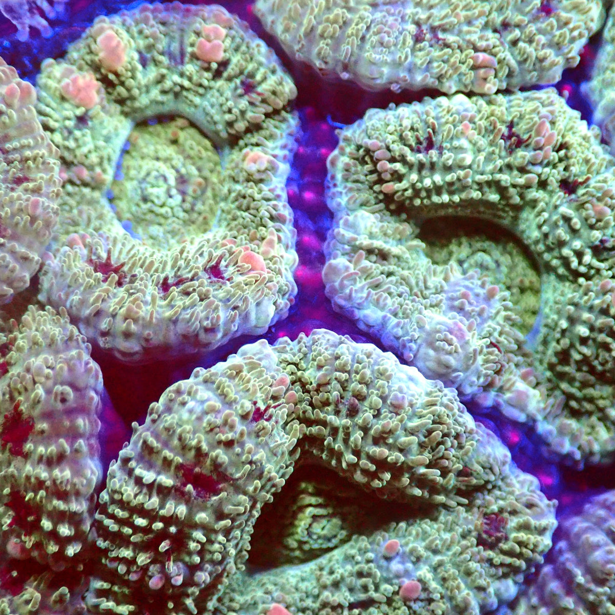 Ninja Turtle Acan Frag