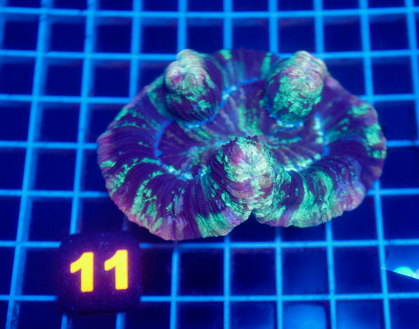 Auc 11 (WYSIWYG) Rainbow Trachy (5")
