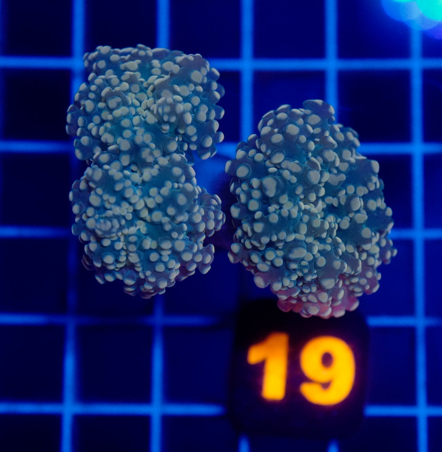 Auc 19 (WYSIWYG) Orange Frogspawn