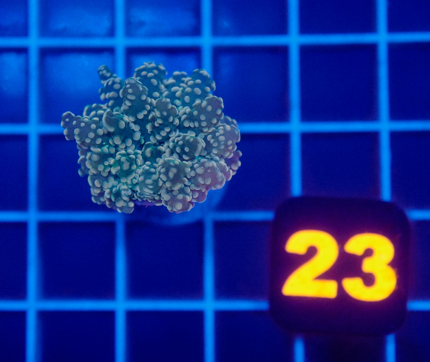Auc 23 (WYSIWYG) Orange/Green Frogspawn