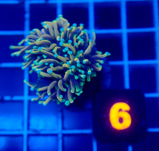 Auc 6 (WYSIWYG) Hellfire Torch