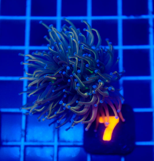 Auc 7 (WYSIWYG) Dragon Tamer Torch (Splitting Head)