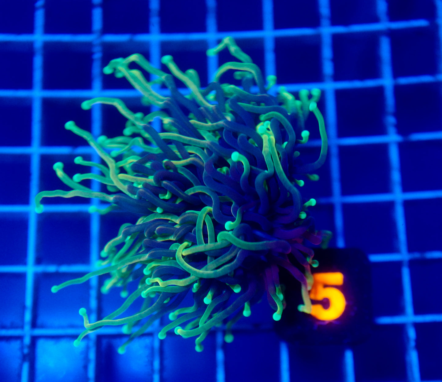 Auc 5 (WYSIWYG) Emerald Soul Torch