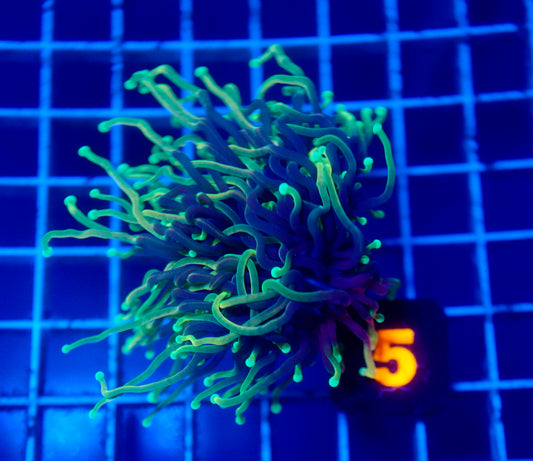 Auc 5 (WYSIWYG) Emerald Soul Torch