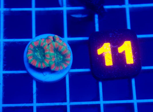 Auc 11 (WYSIWYG) Red/Green Acan (Micromussa)